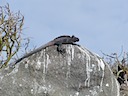 Marine iguana