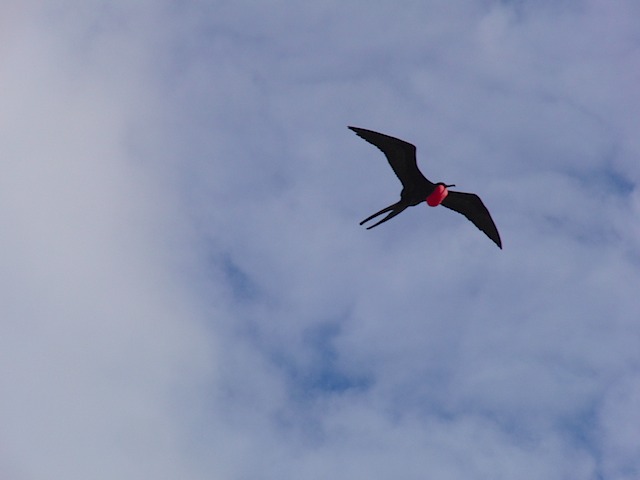 Frigate bird