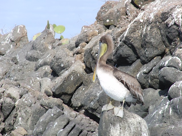 Pelican