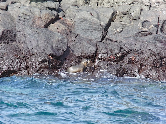 Baby sea lion