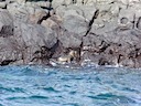 Baby sea lion