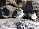 Swallow tail gull and chick