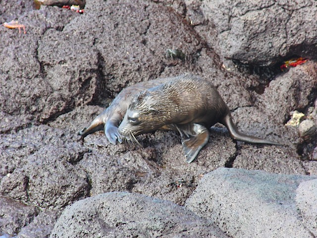 Sea lion