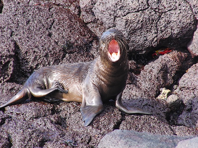 Sea lion