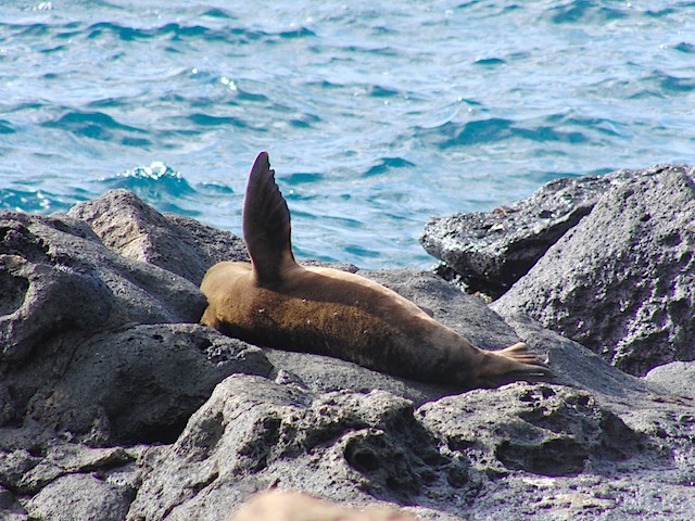 Sea lion