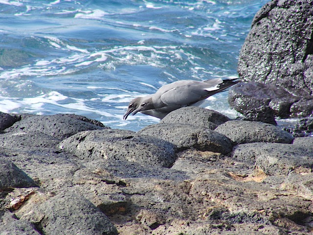 Gulls