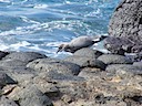 Gulls