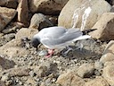 Gull and egg