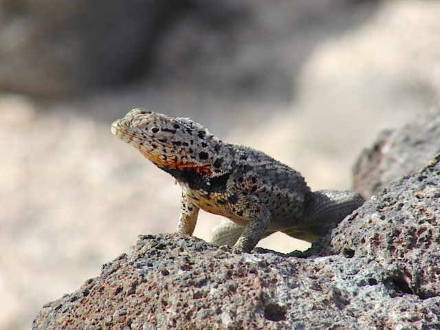 Lava lizard