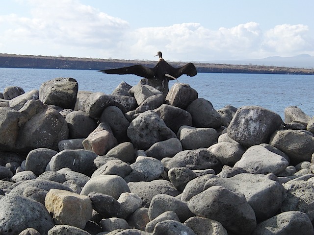 Frigate bird hanging out the wash