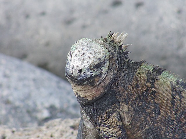 Marien iguana