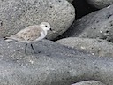 Sandpiper