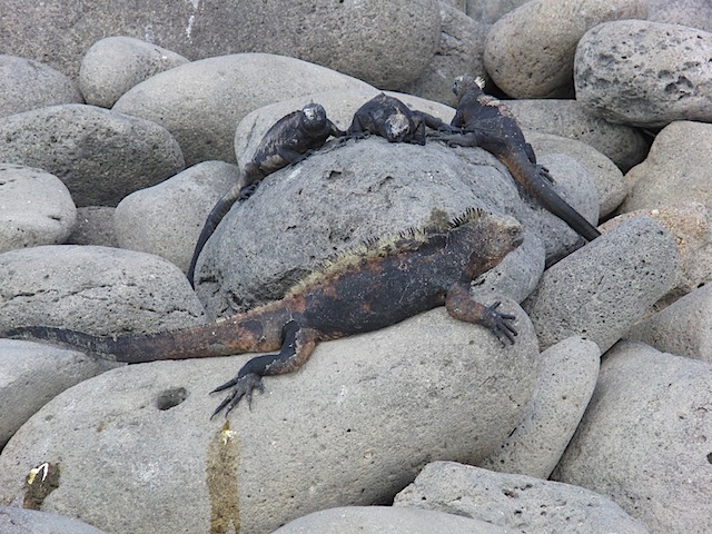 Marine iguanas