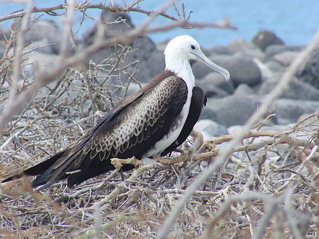 Frigate bird