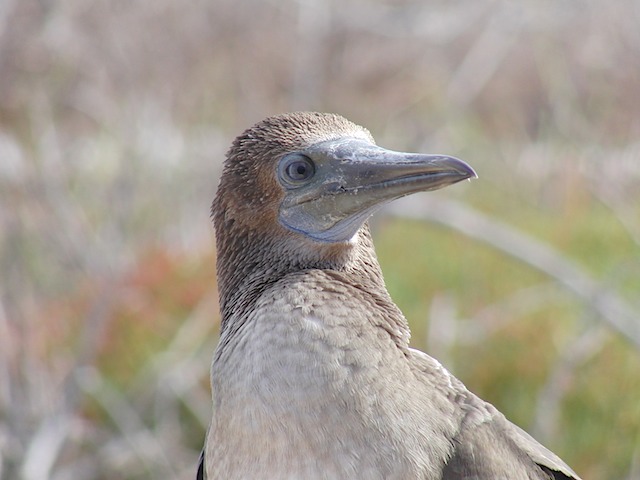 Blue-footed booby