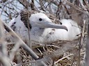 Frigate bird chick