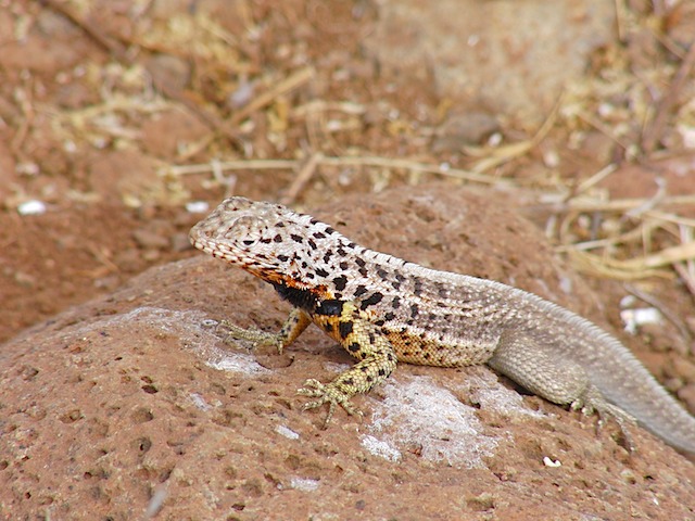 Lava lizard