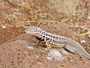 Lava lizard