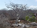 Palo santo tree