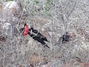 Frigate birds