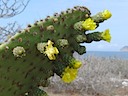 Prickly pear cactus