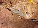 Land iguana