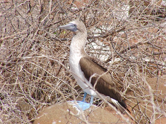 Blue-footed booby