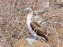 Blue-footed booby