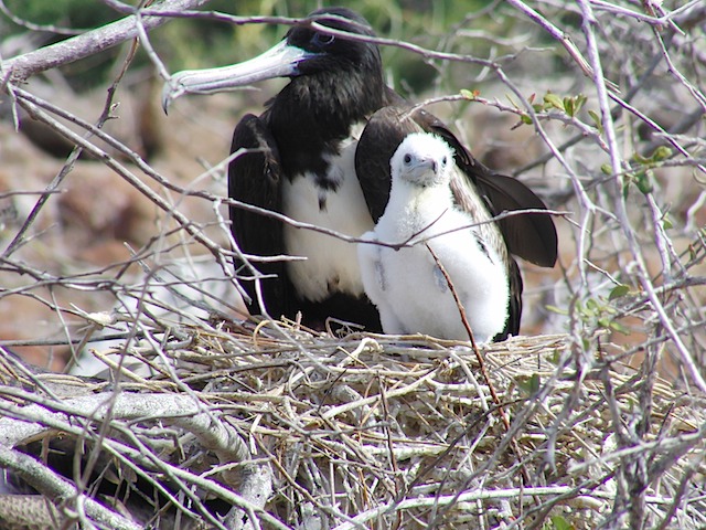 Frigate bird and chick