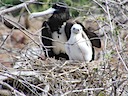 Frigate bird and chick