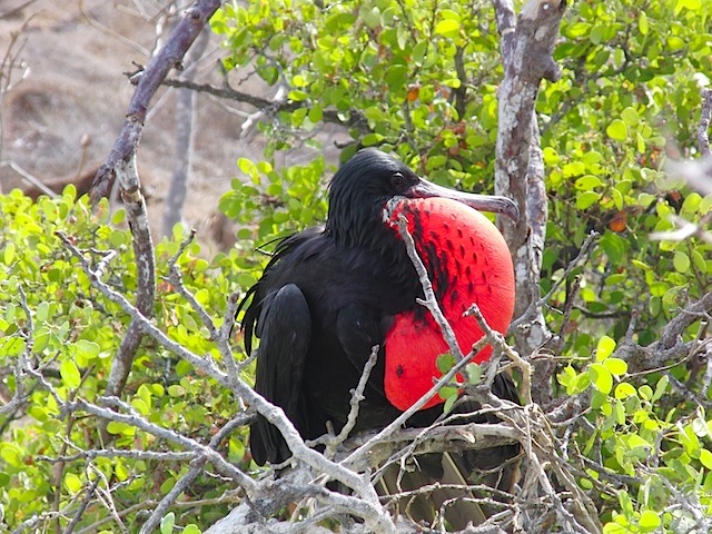 Frigate bird