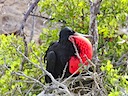 Frigate bird