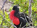 Frigate bird