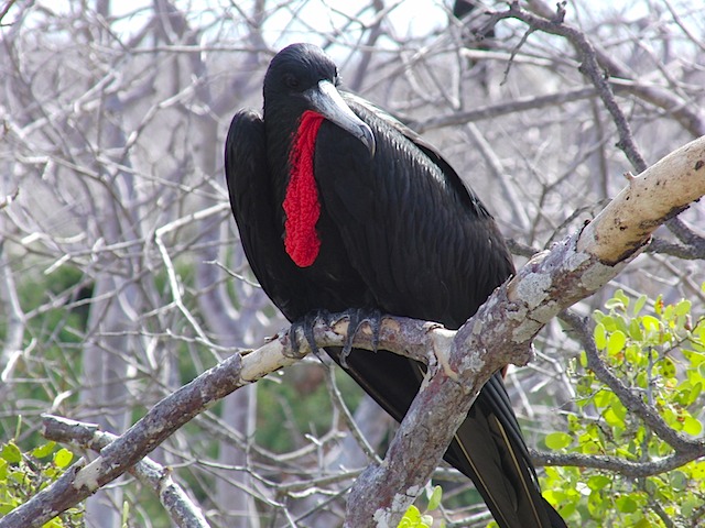 Frigate bird