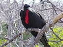 Frigate bird