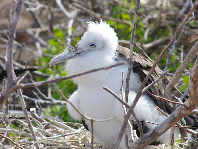 Frigate bird chick