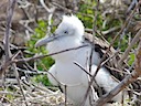 Frigate bird chick