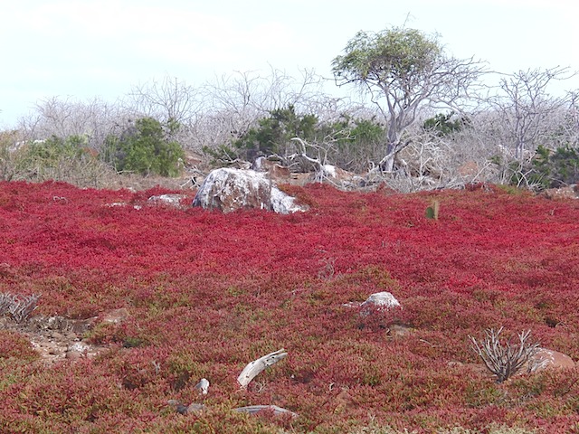 North Seymour landscape