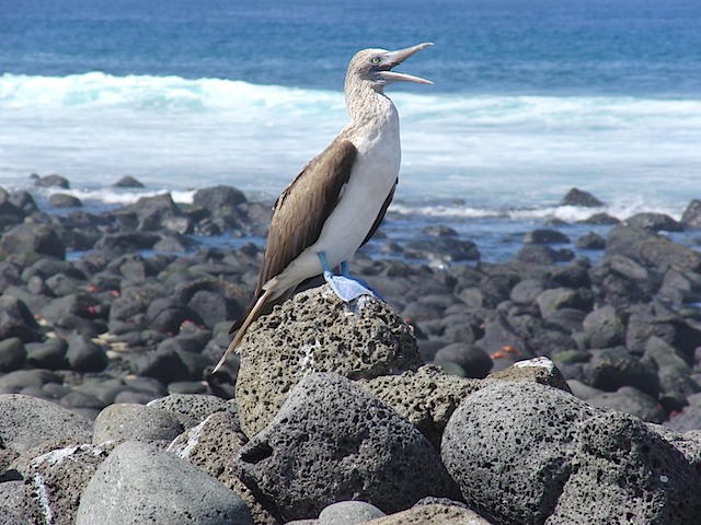 Blue-footed booby