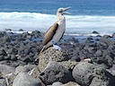 Blue-footed booby