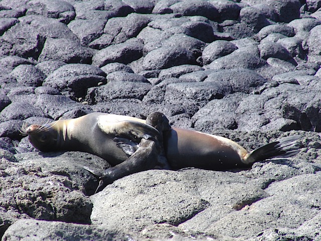 Sea lion pup nurses