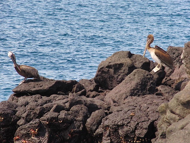 Pelicans