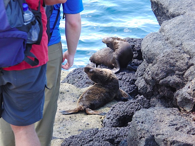 Sea lion pups on the causeway