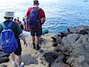 Sea lion pups on the causeway