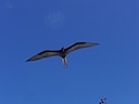 Frigate bird above our boat