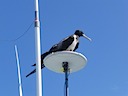 Frigate bird on our boat