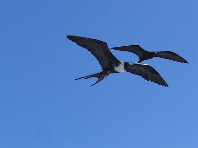 Frigate bird above our boat