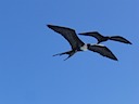 Frigate bird above our boat