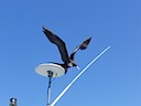 Frigate bird on our boat