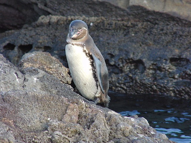 Penguin